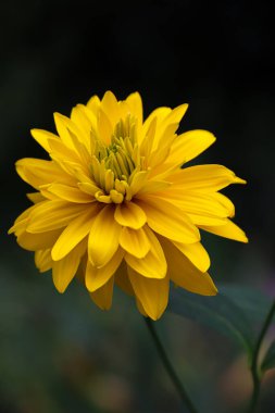 Bahçede Rudbeckia bicolor. Sarı çiçekler. Doğanın fotoğrafı..