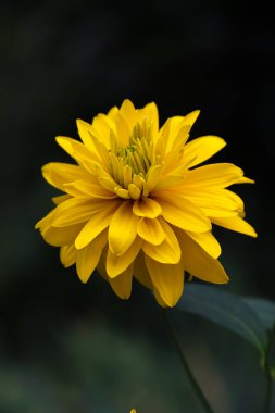 Bahçede Rudbeckia bicolor. Sarı çiçekler. Doğanın fotoğrafı..