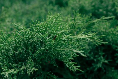 Thuja dalları. Doğanın fotoğrafı. thuja şubelerinin kapatılması.