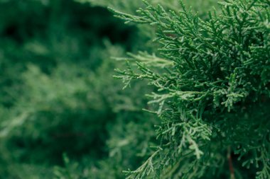Thuja dalları. Doğanın fotoğrafı. thuja şubelerinin kapatılması.