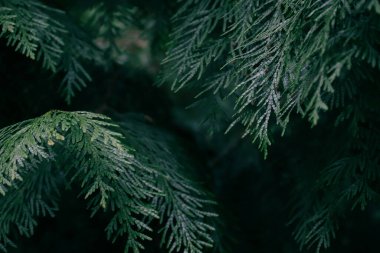 Thuja dalları. Doğanın fotoğrafı. thuja şubelerinin kapatılması.