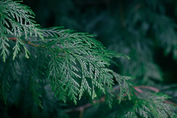 Thuja Branches Photo Nature Closeup Thuja Branches — ストック写真