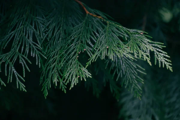 Thuja Branches Photo Nature Closeup Thuja Branches — ストック写真