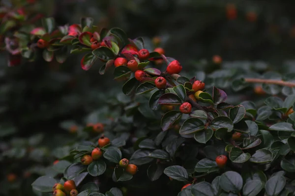 Bush Cotoneaster Leaves Berries Cotoneaster — Fotografia de Stock