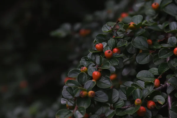 Bush Cotoneaster Leaves Berries Cotoneaster — Stockfoto