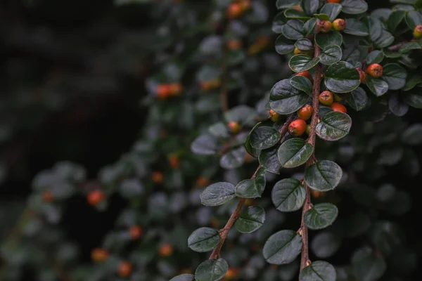 Bush Cotoneaster Leaves Berries Cotoneaster — Fotografia de Stock