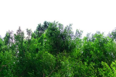 Beyaz arka planda bir grup büyük yeşil ağaç..