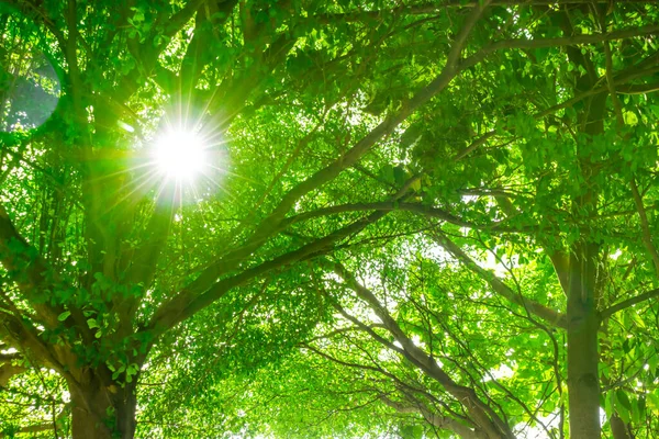 The sun shines through the big trees in nature.,group of big green trees