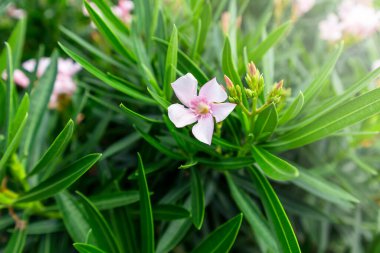 Yeşil yapraklı pembe çiçekler, çiçeğin güzelliği, doğal çiçeklerin arka planı.
