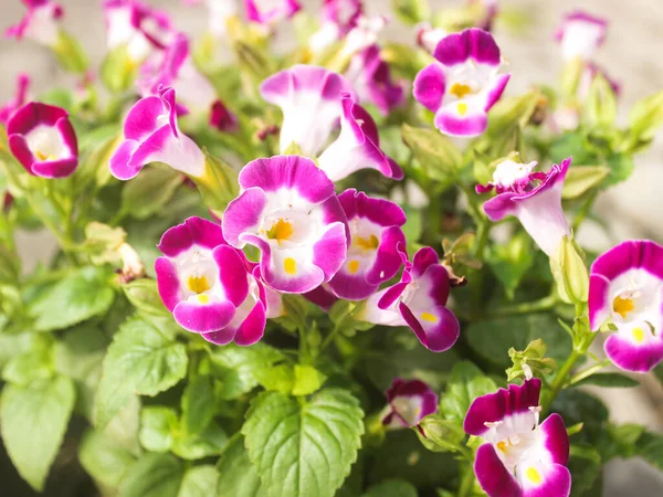 Torenia Fournieri Bluewings Wishbone Flower Annual Plant Linderniaceae Blue White — Stock Photo, Image