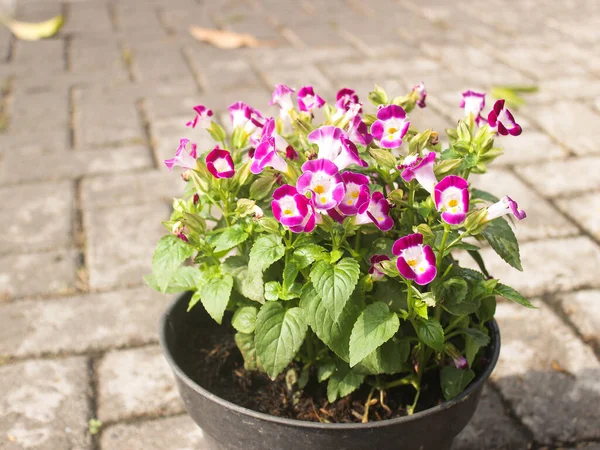 Torenia Fournieri Est Une Plante Annuelle Des Linderniaceae Aux Fleurs — Photo