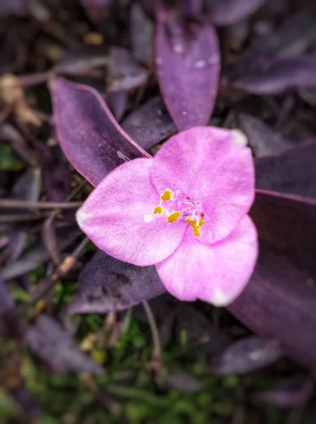 Mooie Paarse Bloem Tuin — Stockfoto