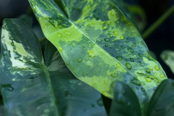 Nadir Bulunan Tropikal Bitkisi Philodendron Burle Marx Islak Damlalarıyla Bokeh — Stok fotoğraf
