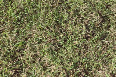 Arka plan ya da doku olarak kuru çimenler yakın çekim için