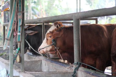 Livestock - Group of cows or cattle are prepared for sacrifices on Eid al-Adha or Eid al-qurban. Bos taurus.