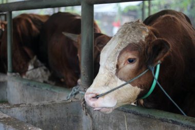 Çiftlik hayvanları - Bir grup inek veya sığır Kurban Bayramı 'nda veya Kurban Bayramı' nda kurban edilmeye hazırdır. Bos taurus.