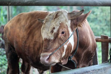 Livestock - Group of cows or cattle are prepared for sacrifices on Eid al-Adha or Eid al-qurban. Bos taurus.