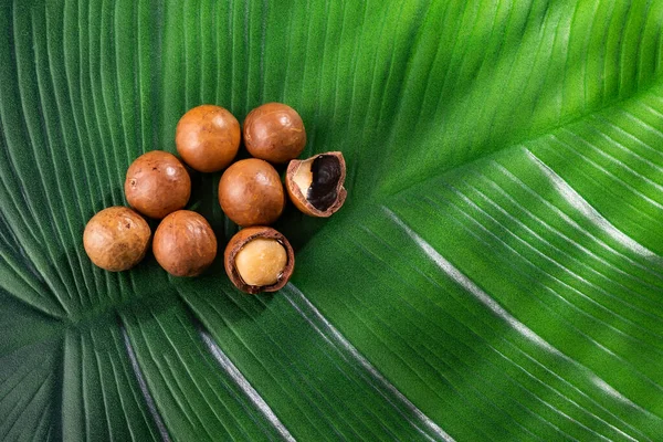 Macadamia Integrifolia Organic Macadamia Nuts Green Leaf — Stock Photo, Image