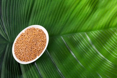 Sinapis alba - Kasede organik sarı hardal tohumu