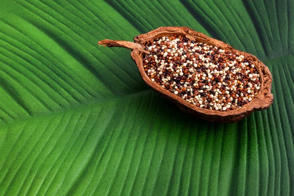 Quinoa Mix Červené Bílé Hnědé Chenopodium Quinoa — Stock fotografie