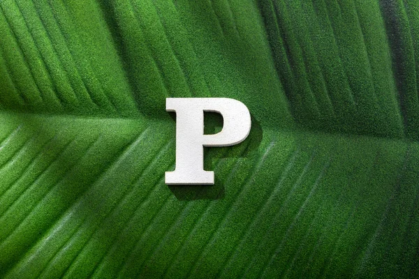 Uppercase Letter Forest Tropical Leaf — Photo