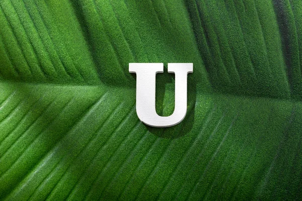 Alphabet Letter Green Leaf Tropical Plant — Fotografia de Stock