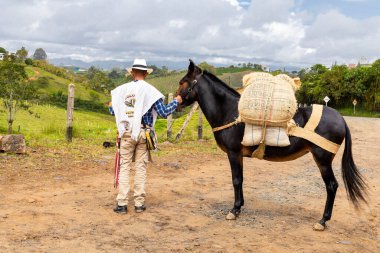 Antioquian muleteer with the mule to load coffee clipart