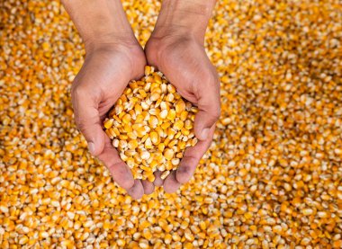 Zea mays - Kolombiya pazar yerinde ellerinde çiğ mısır