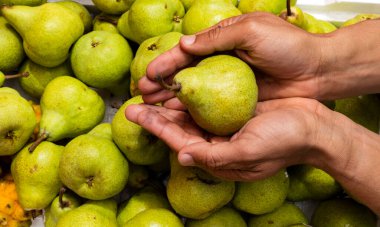 Ellerinde lezzetli armutlar, Pyrus komünisi.