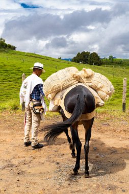 El Penol, Antioquia - Colombia - May 25, 2022. Paisa muleteer, man driver of mules, transporter of type of goods related to the field clipart