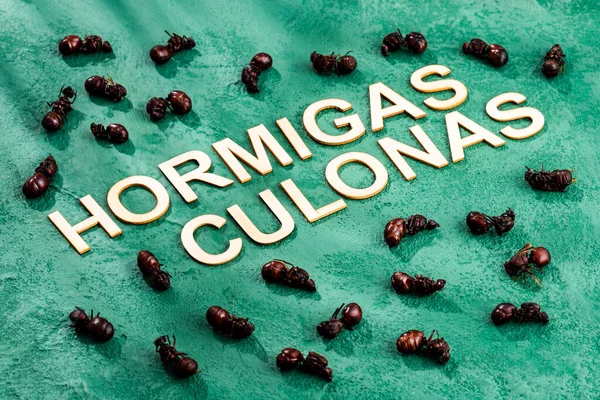 Hormiga Culona Tostada Deliciosa Receta Colombiana —  Fotos de Stock