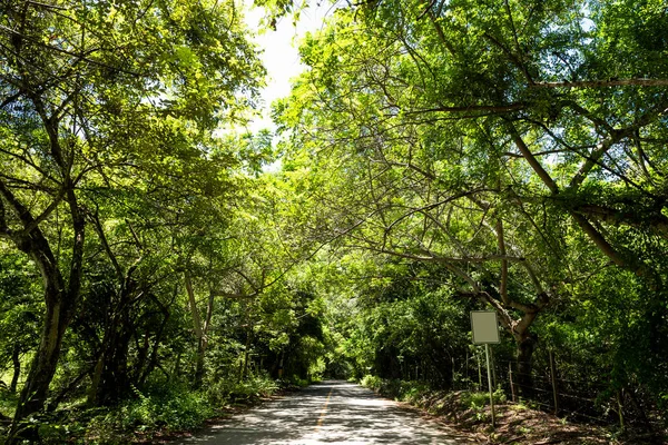 Landscape Road Beautiful Trees Both Sides Santa Antioquia — 스톡 사진