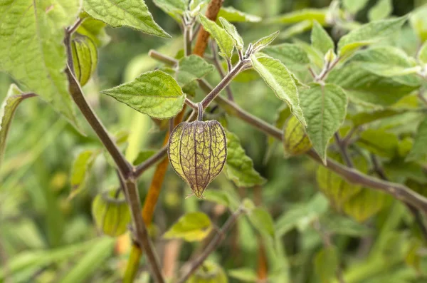 Ripe Organic Uchuva Field Physalis Peruviana — Foto de Stock