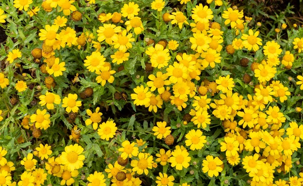 Beautiful Glebionis Segetum Corn Marigold Corn Daisy Flower Blooms — Stock Fotó