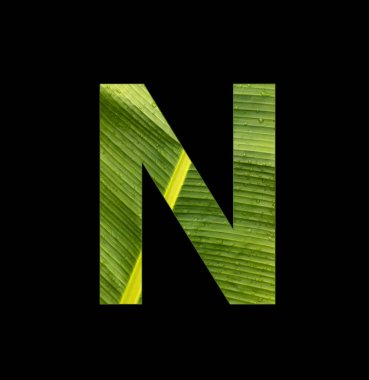 Alphabet letter N - Banana leaf background, natural background