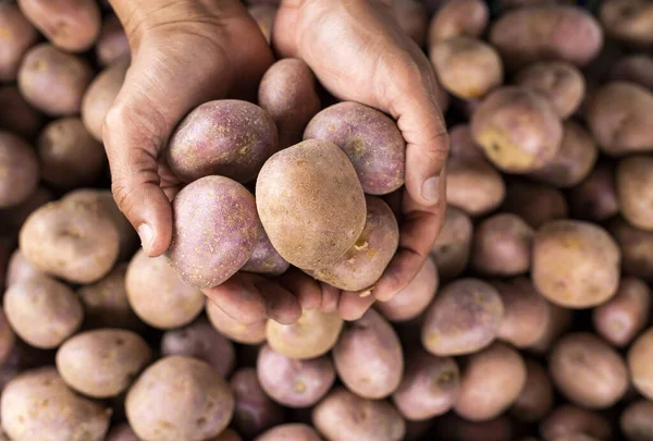 Potatoes in the hands of the farmer in the Colombian market square - Solanum tuberosum