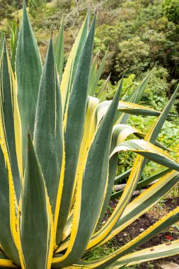 Mavi agave bitkisi - Agave tekilana
