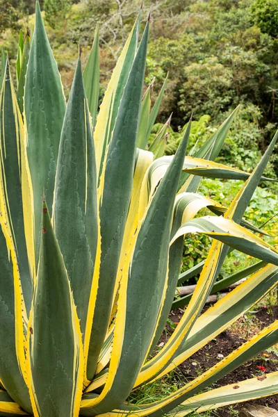 Kék Agávé Növény Agave Tequilana — Stock Fotó