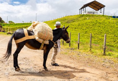 El Penol, Antioquia - Colombia - May 25, 2022. The paisa muleteers had to make their way through the steep and dangerous roads of Antioquia clipart