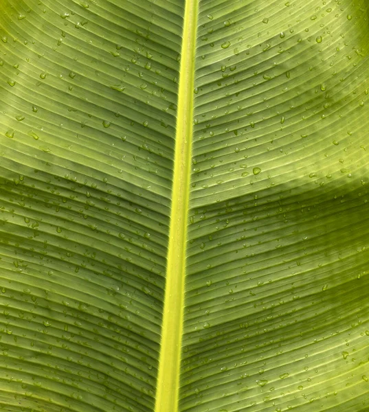 Świeże Zielone Liście Roślin Bananowych Musa Paradisiaca — Zdjęcie stockowe