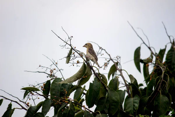 Baya Weaver Nombre Científico Ploceus Philippinus — Foto de Stock