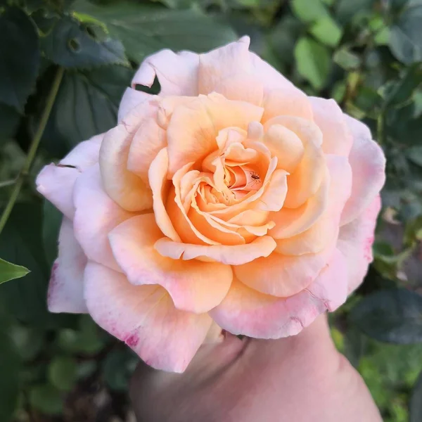 Rose Blume Garten Köln Sommer Gesundheit — Stockfoto