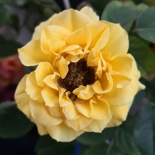 Rose Flor Jardim Verão Beleza Colónia — Fotografia de Stock