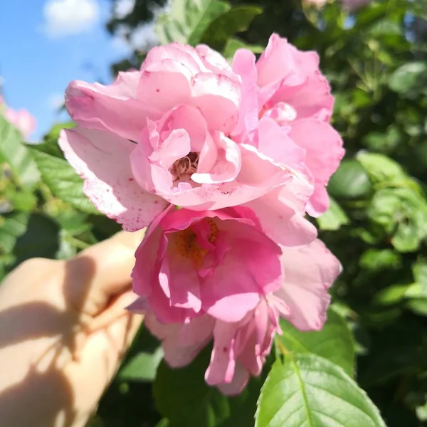 Rose Flower Garden Cologne Summer Beauty — Stock Photo, Image