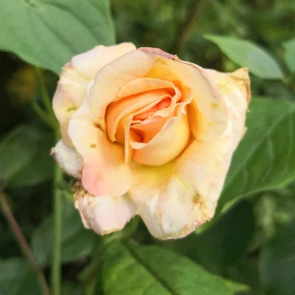 Rose Flor Jardim Colónia Verão Beleza — Fotografia de Stock