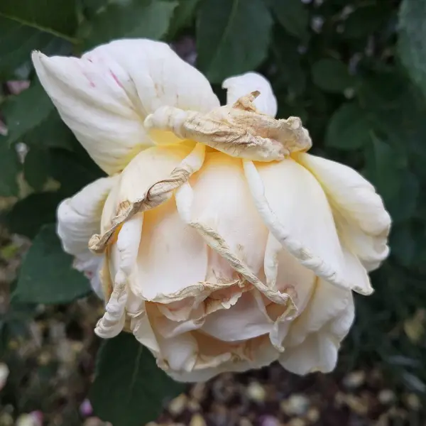 Rose Harmony Flower Garden Cologne Summer Beauty — Stock Photo, Image