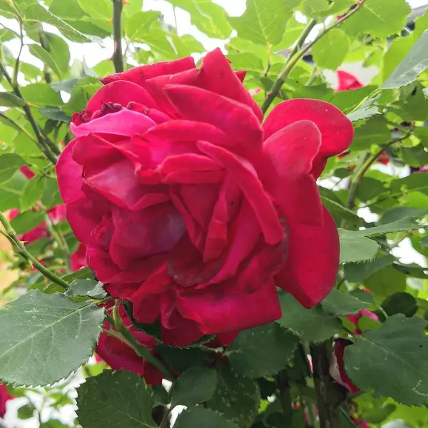 Rose Harmonia Flor Jardim Colónia Verão Beleza — Fotografia de Stock