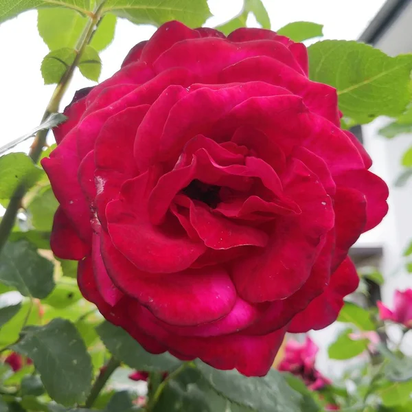 Rose Harmonia Flor Jardim Colónia Verão Beleza — Fotografia de Stock