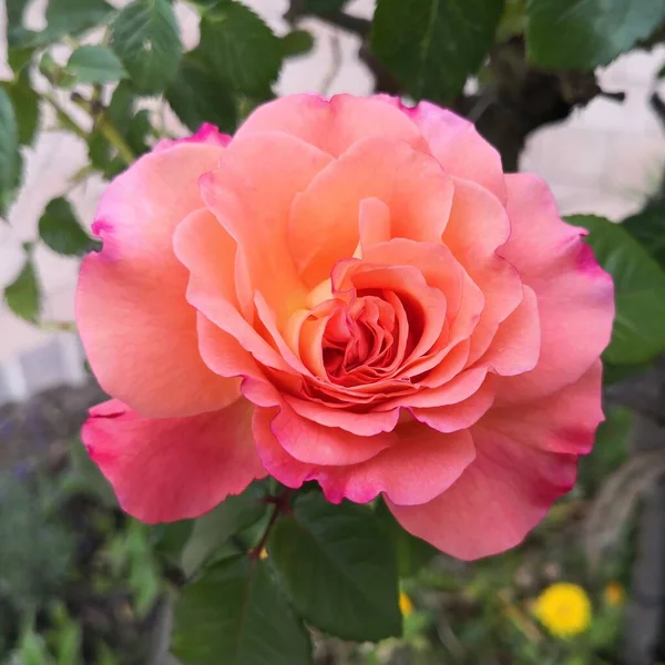 Rose Harmony Flower Garden Cologne Summer Beauty — Stock Photo, Image