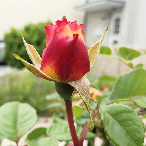 Rose Harmonia Flor Jardim Colónia Verão Beleza — Fotografia de Stock